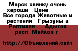 Марск свинку очень хароши › Цена ­ 2 000 - Все города Животные и растения » Грызуны и Рептилии   . Адыгея респ.,Майкоп г.